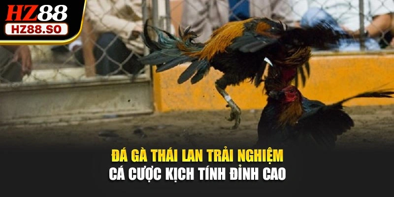 Đá Gà Thái Lan – Trải Nghiệm Cá Cược Kịch Tính Đỉnh Cao 