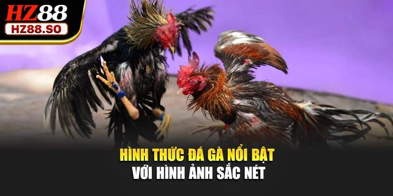 Hình thức đá gà nổi bật với hình ảnh sắc nét