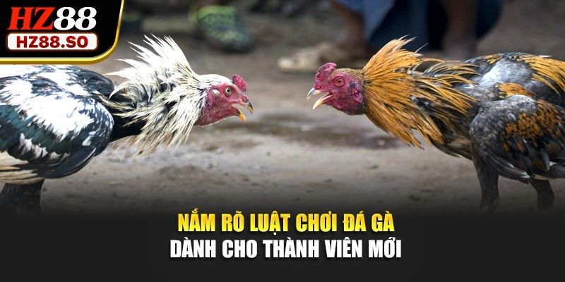 Nắm rõ luật chơi đá gà dành cho thành viên mới